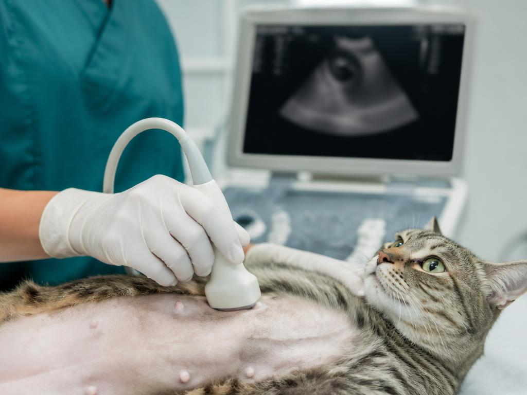 Ultrassonografia veterinária sendo realizada em um gato tranquilo